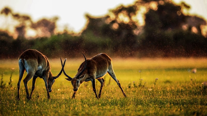 Safari Camp